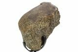 Fossil Dinosaur Bone Section w/ Metal Stand - Texas #377873-3